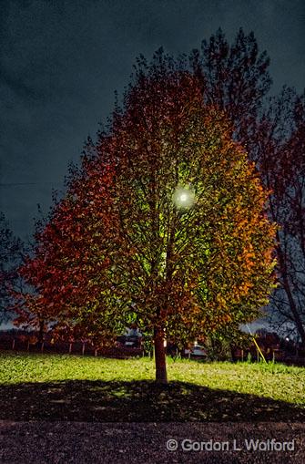 Autumn Tree At Night_18269-74.jpg - Photographed at Smiths Falls, Ontario, Canada.